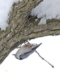 White breasted Nuthatch 5691